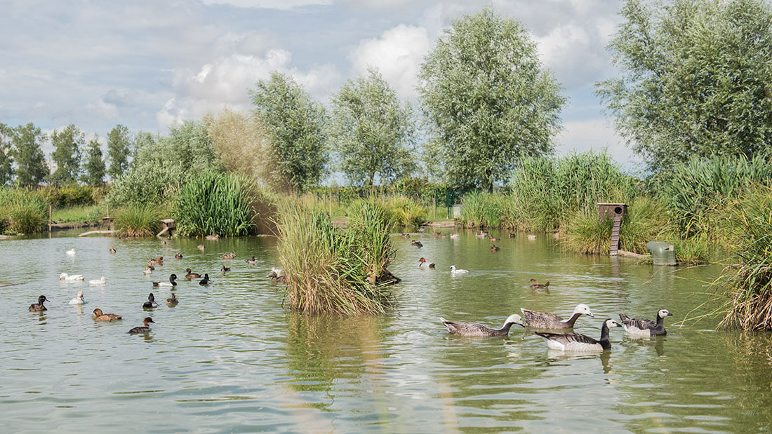 Ambiance sur l'étang de l'élevage de Romwaterfowl