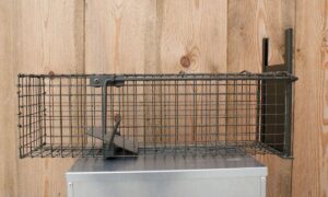 Cage à rat 1 entrée